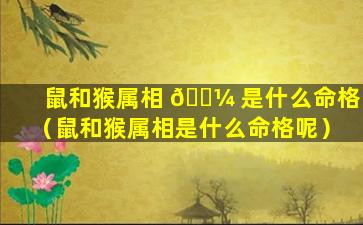 鼠和猴属相 🌼 是什么命格（鼠和猴属相是什么命格呢）